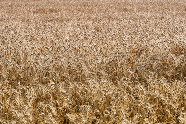 Golden ears of wheat on the field — Stock Photo, Image