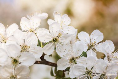 Bir bahar günü kiraz çiçekleri açar.