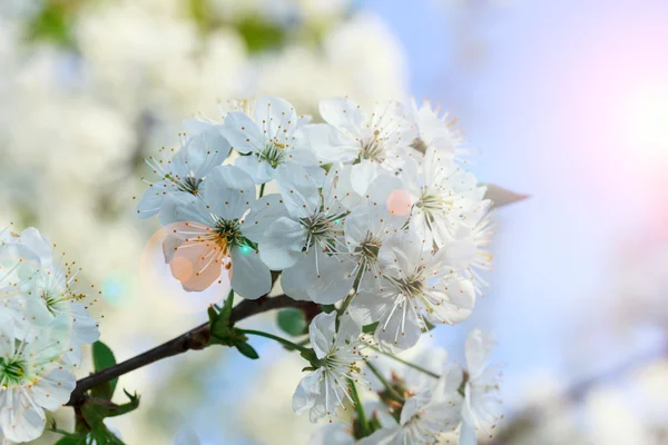 Flowers of the cherry blossoms on a spring day — Stock Photo, Image