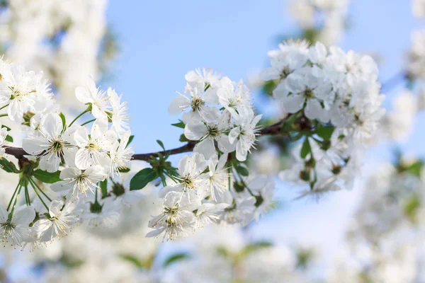 봄날 벚꽃의 꽃 — 스톡 사진