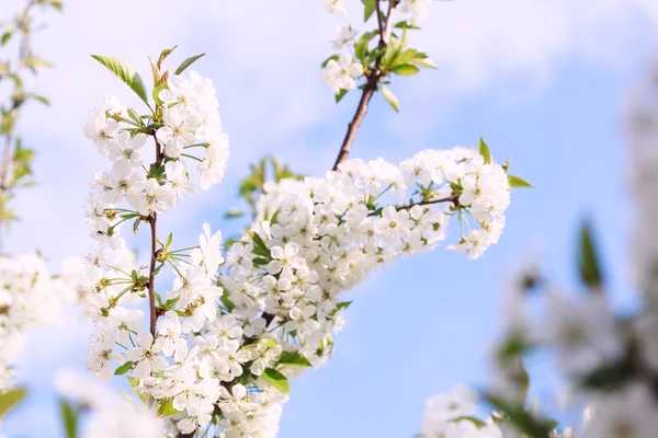 Blumen der Kirschblüten an einem Frühlingstag — Stockfoto