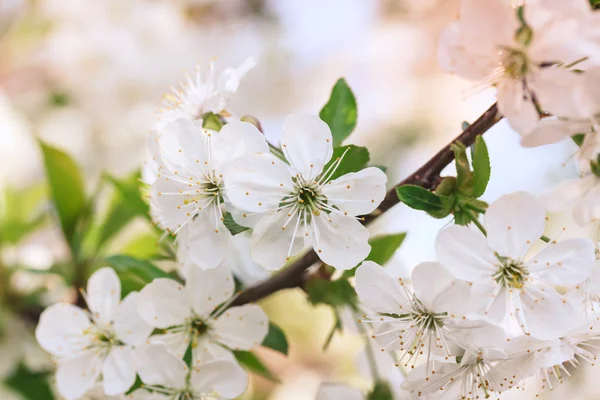 Blumen der Kirschblüten an einem Frühlingstag — Stockfoto