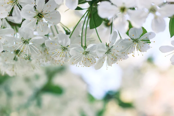 Flores das flores de cereja em um dia de primavera — Fotografia de Stock