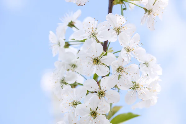 Las flores de los cerezos florecen en un día de primavera — Foto de Stock