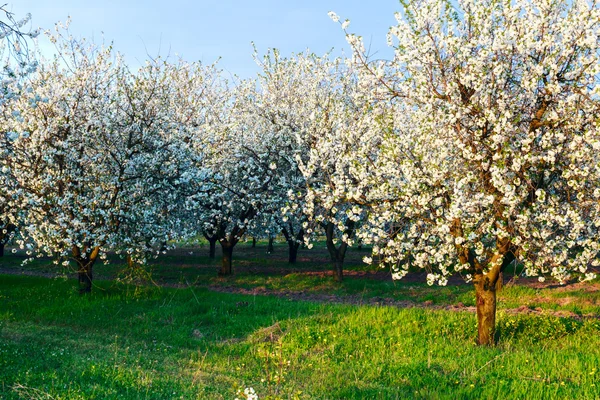 Körsbärsblomma — Stockfoto