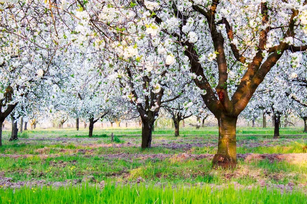 Körsbärsblomma — Stockfoto