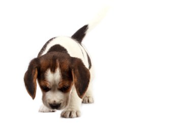 Beagle köpek yavrusu