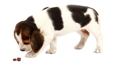 Beagle köpek yavrusu