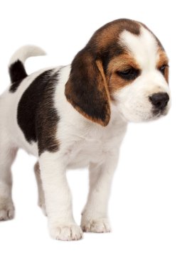 Beagle köpek yavrusu