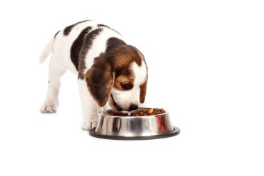 Beagle köpek yavrusu