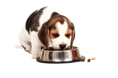Beagle köpek yavrusu