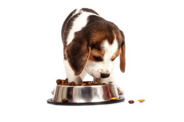 Beagle köpek yavrusu