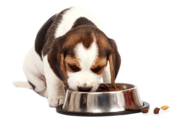 Beagle köpek yavrusu