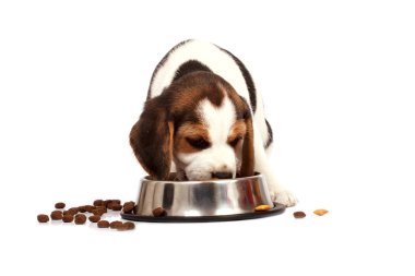 Beagle köpek yavrusu
