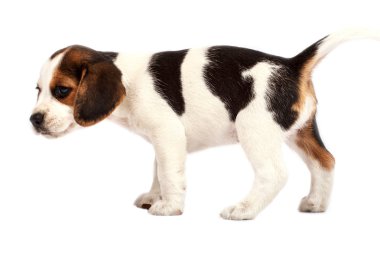 Beagle köpek yavrusu