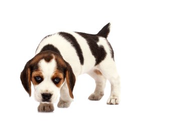 Beagle köpek yavrusu