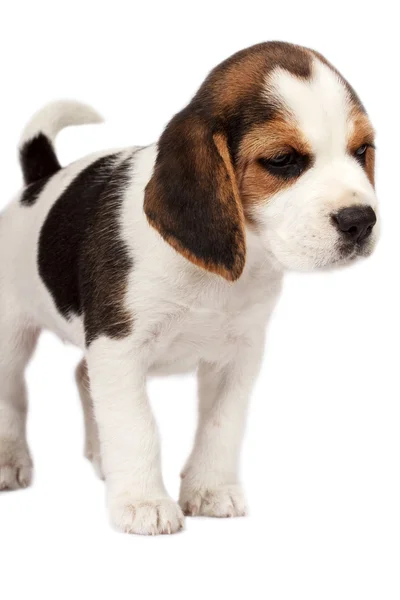 Beagle-valp – stockfoto