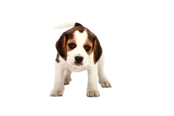 Beagle-valp – stockfoto