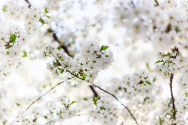 kiraz çiçek çiçeklenme