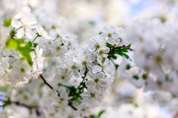 Flores de cerezo florecientes — Foto de Stock