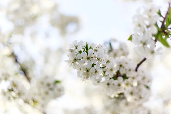 Blommande körsbärsträd blommor — Stockfoto