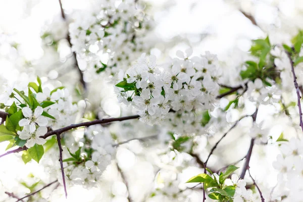 Blommande körsbärsträd blommor — Stockfoto