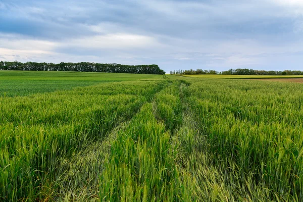 Campo di grano — Foto Stock