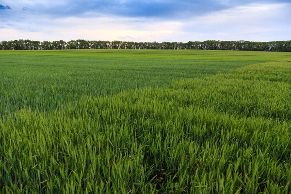 Wheat field — Stock Photo, Image