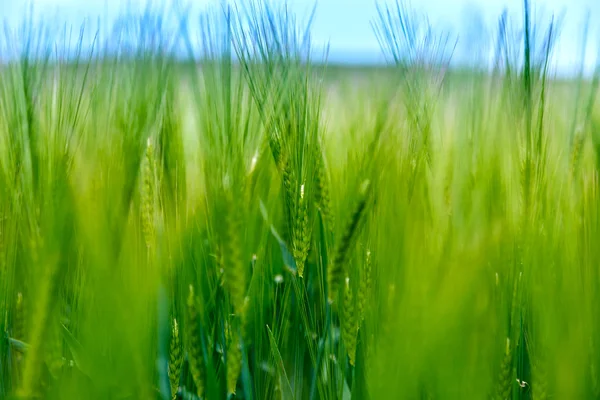 Vetefält — Stockfoto