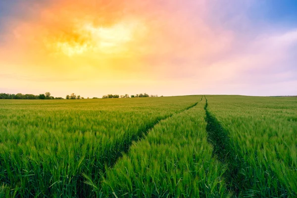 Campi verdi di grano — Foto Stock