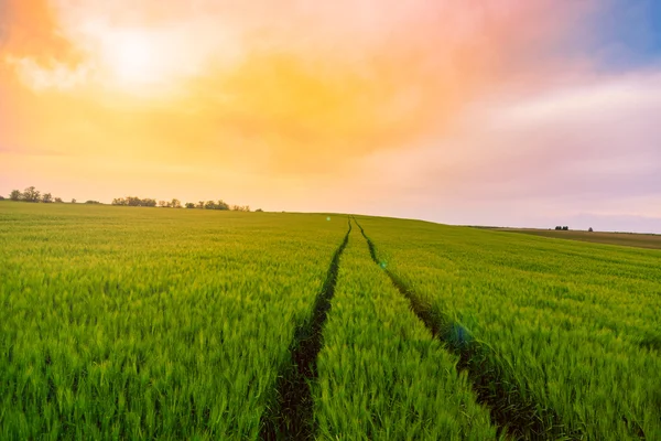 Campi verdi di grano — Foto Stock