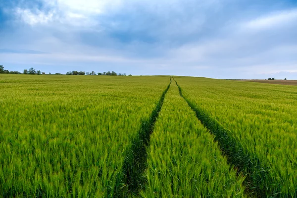 Zielone pola pszenicy — Zdjęcie stockowe
