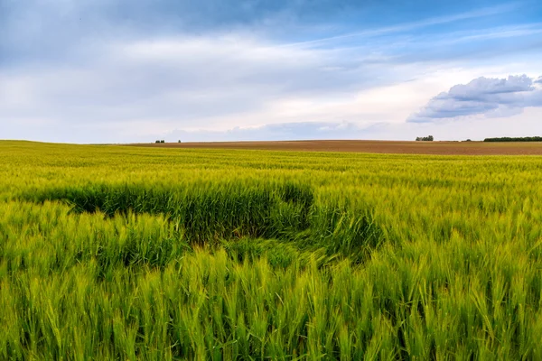 Green fields of wheat — Stock Photo, Image