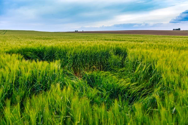 Campi verdi di grano — Foto Stock