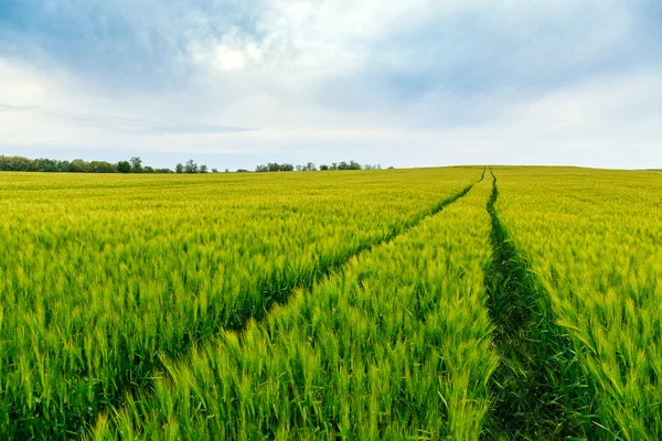 Campi verdi di grano — Foto Stock