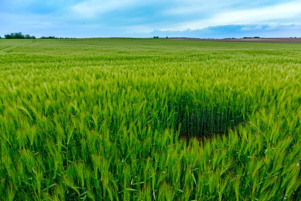 Campi verdi di grano — Foto Stock