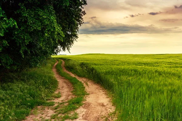 Zomer in de weide — Stockfoto