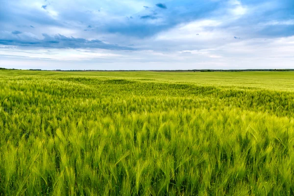 Green fields of wheat — Stock Photo, Image