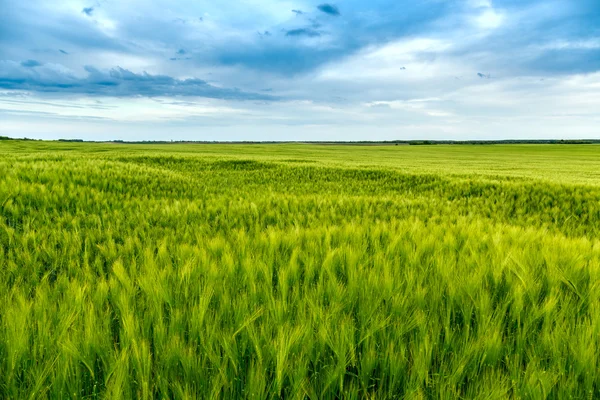 Grønne enger med hvete – stockfoto