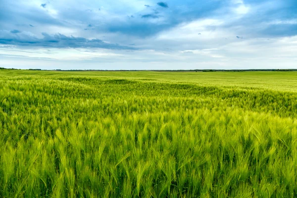 Campos verdes de trigo — Fotografia de Stock