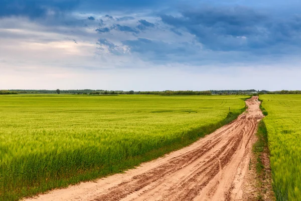 Summer in meadow — Stock Photo, Image