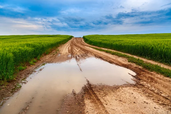 Estate nel prato — Foto Stock