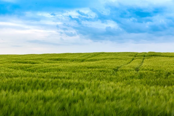 Campos verdes de trigo — Fotografia de Stock