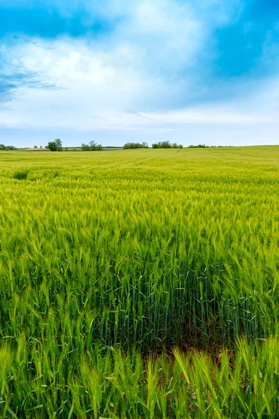 Campi verdi di grano — Foto Stock