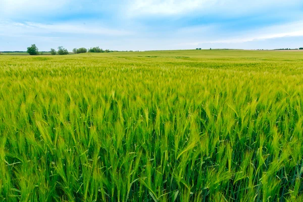 Зеленые поля пшеницы — стоковое фото