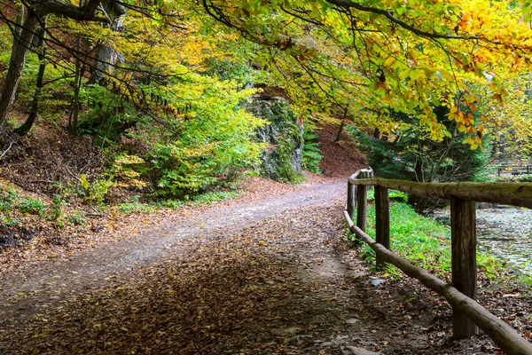 Herfstbos — Stockfoto