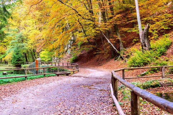 Bosque de otoño —  Fotos de Stock