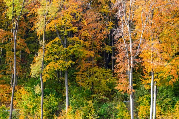 Bosque de otoño — Foto de Stock