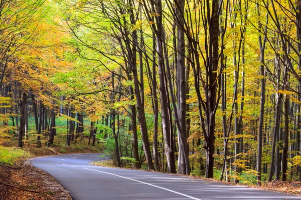 Weg in herfstbos — Stockfoto