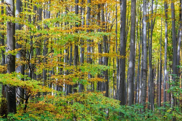 Bosque de otoño — Foto de Stock